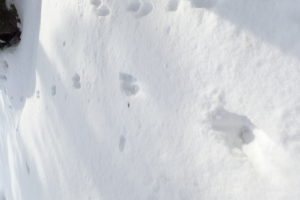 エゾリスの足跡