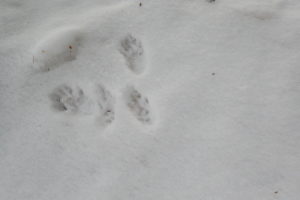 エゾリスの足あと