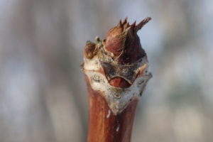 ノリウツギの冬芽