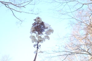 ノリウツギの飾り花