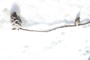 バンクスマツのマツボックリ