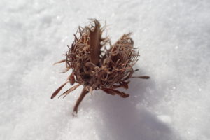 ブナのどんぐりの帽子