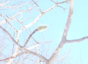 キタコブシの冬芽