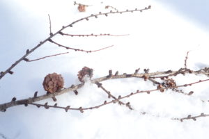 カラマツのマツボックリ