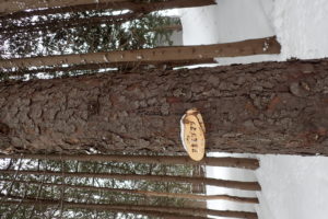 アカエゾマツの樹皮