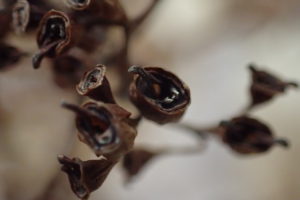 ツルアジサイの果実