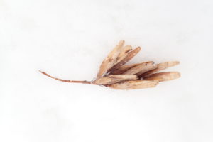 ヤチダモの翼のついた種