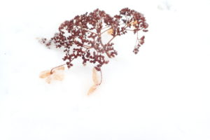 ツルアジサイの花殻