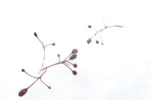 アズキナシの実