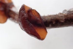 枝に付いたキノコ