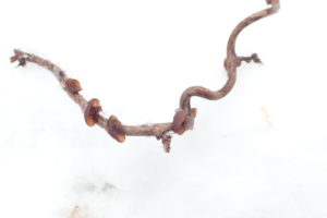 枝に付いたキノコ