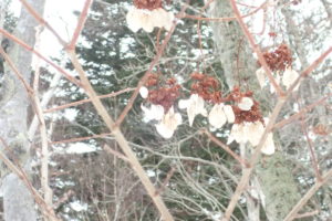 イワガラミの花殻