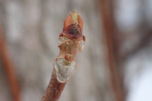 イワガラミの冬芽