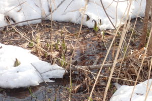 ミズバショウの芽