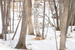 クマゲラの食痕