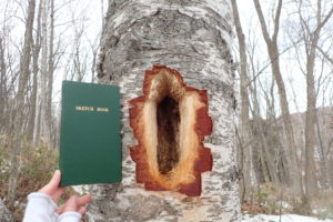 クマゲラの食痕