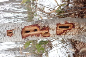 クマゲラの食痕