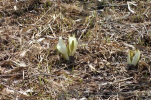 ミズバショウ