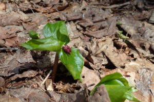 エンレイソウの蕾