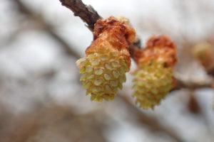 カラマツの雄花
