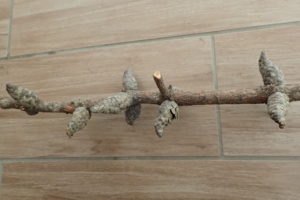 バンクスマツの球果