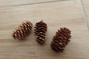 アカエゾマツの球果