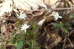 キクザキイチゲ