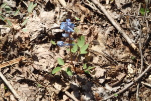 エゾエンゴサク