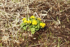 エゾノリュウキンカ