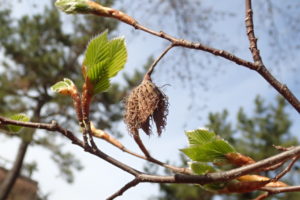 ブナが葉を拡げ始めた