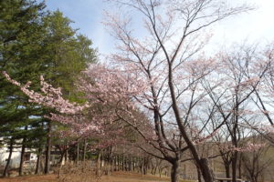 エゾヤマザクラ