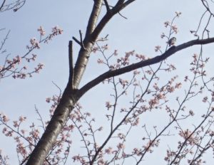 エゾヤマザクラとヤマガラ