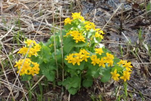 エゾノリュウキンカ