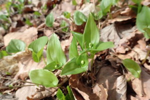 マイヅルソウの蕾