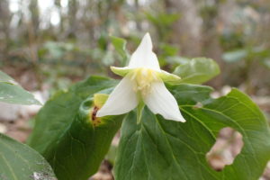 ミヤマエンレイソウ