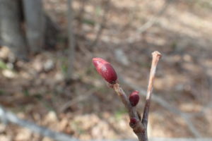 オオバボタイジュの冬芽