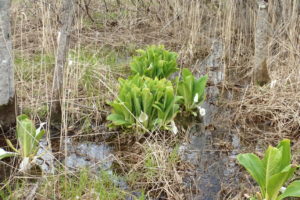 ミズバショウ
