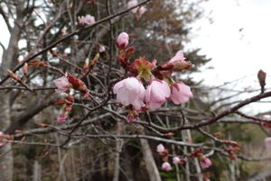 エゾヤマザクラ