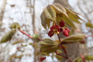 ハウチワカエデ