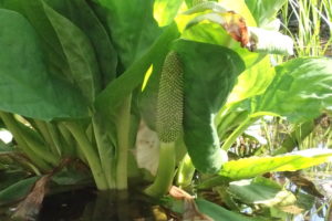 ミズバショウの果実