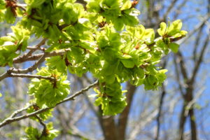 ハルニレの果実