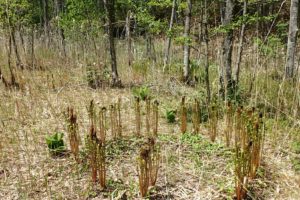 輪になって生えてきたヤマドリゼンマイ