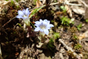水色のフデリンドウの花