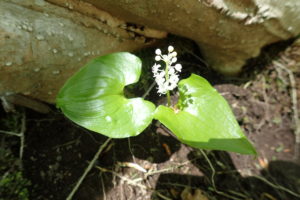 二枚のハート形の葉の上に白い花を咲かせるマイヅルソウ