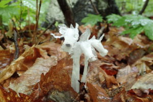 茎も葉も花も真っ白なギンリョウソウの花