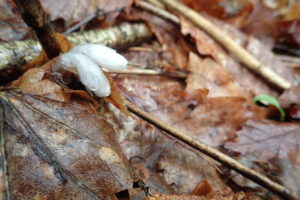 少し顔を出したギンリョウソウの蕾