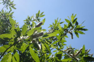 ヤナギの綿毛に覆われた種子