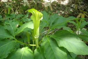 マムシグサの苞