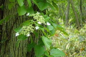 ツルアジサイの花
