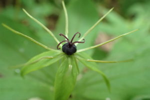 クルマバツクバネソウの花